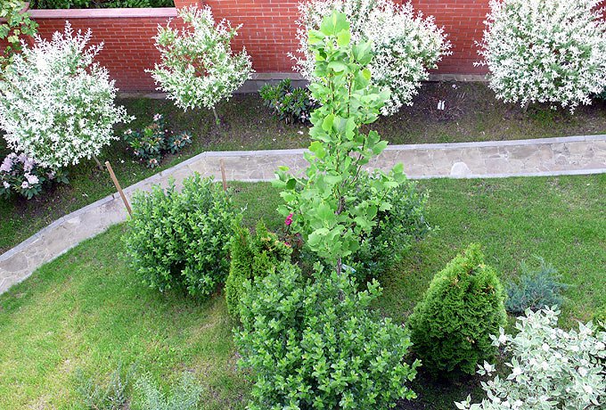Тюльпановое дерево в озеленении сада на склоне