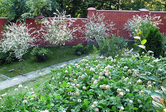 Садовый клевер в саду