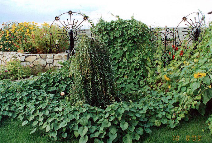 Сад в украинском стиле